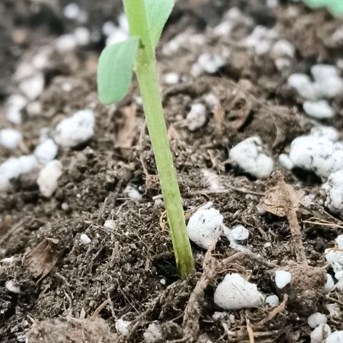Green Poison F1 Fast Version growlog timeline photo