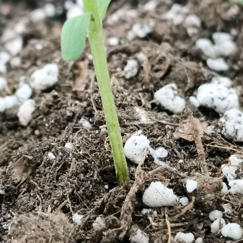 Green Poison F1 Fast Version growlog timeline photo