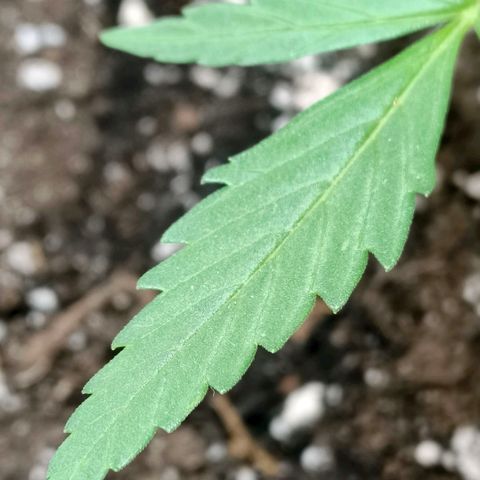 Green Poison F1 Fast Version growlog timeline photo