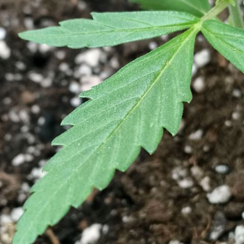 Green Poison F1 Fast Version growlog timeline photo