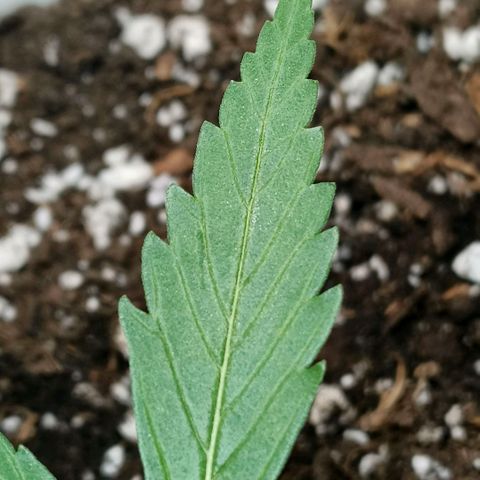 Green Poison F1 Fast Version growlog timeline photo