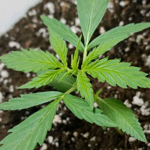 Green Poison F1 Fast Version growlog timeline photo