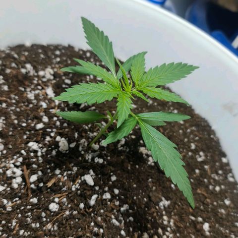 Green Poison F1 Fast Version growlog timeline photo