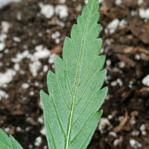 Green Poison F1 Fast Version growlog timeline photo