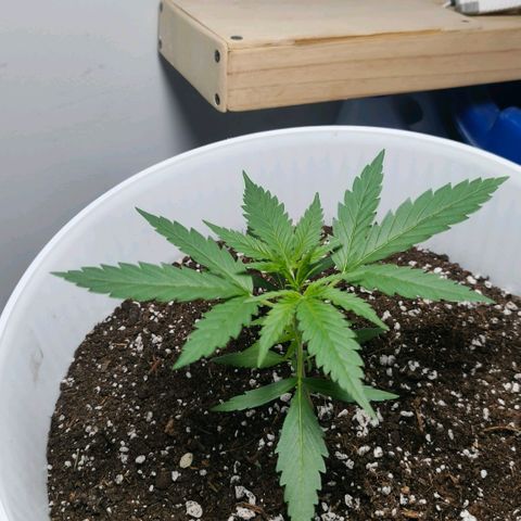 Green Poison F1 Fast Version growlog timeline photo