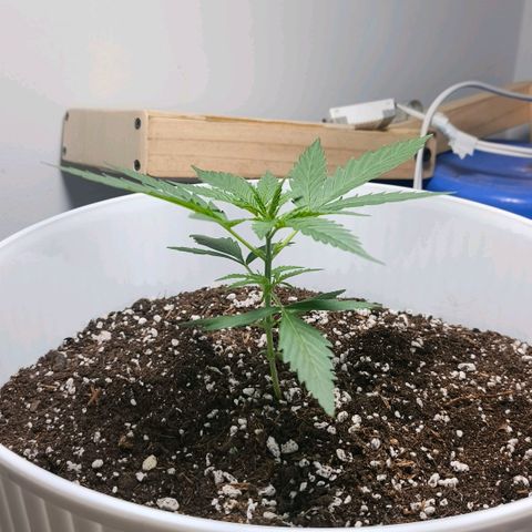 Green Poison F1 Fast Version growlog timeline photo
