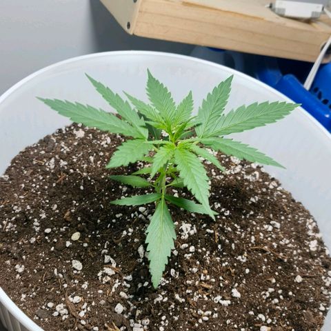 Green Poison F1 Fast Version growlog timeline photo