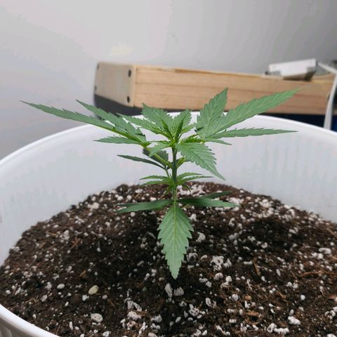 Green Poison F1 Fast Version growlog timeline photo