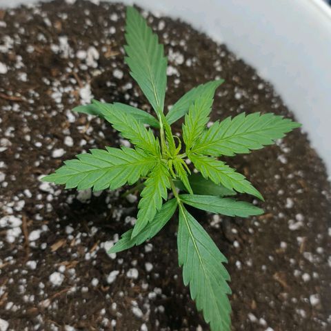 Green Poison F1 Fast Version growlog timeline photo