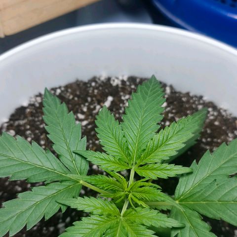 Green Poison F1 Fast Version growlog timeline photo