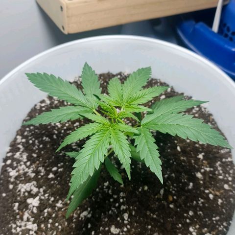Green Poison F1 Fast Version growlog timeline photo