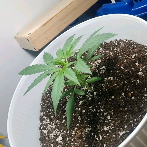 Green Poison F1 Fast Version growlog timeline photo