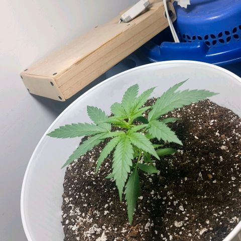 Green Poison F1 Fast Version growlog timeline photo