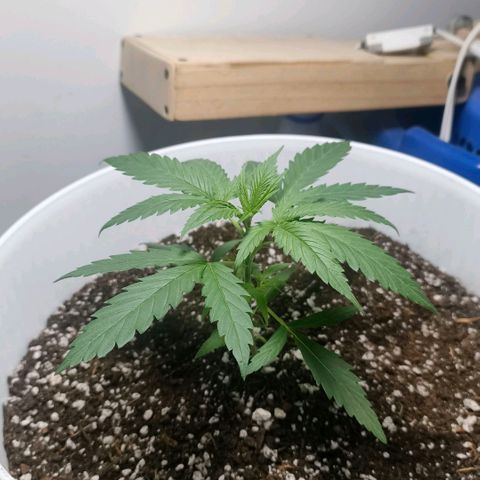 Green Poison F1 Fast Version growlog timeline photo