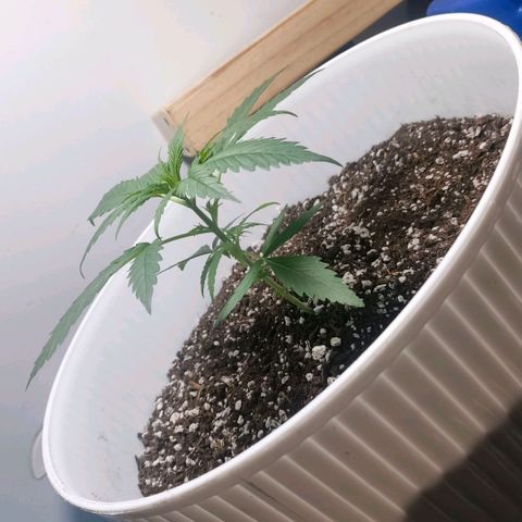 Green Poison F1 Fast Version growlog timeline photo