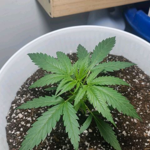 Green Poison F1 Fast Version growlog timeline photo