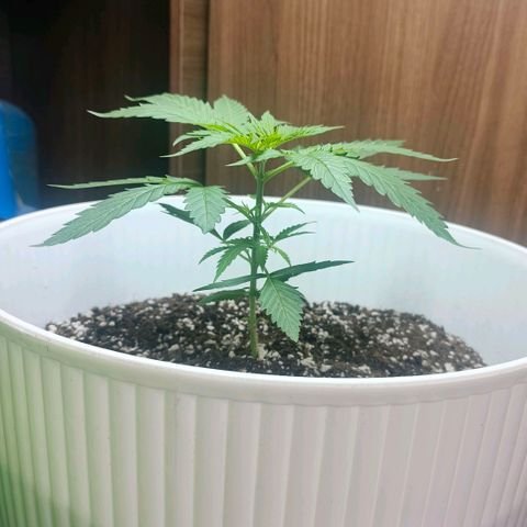 Green Poison F1 Fast Version growlog timeline photo