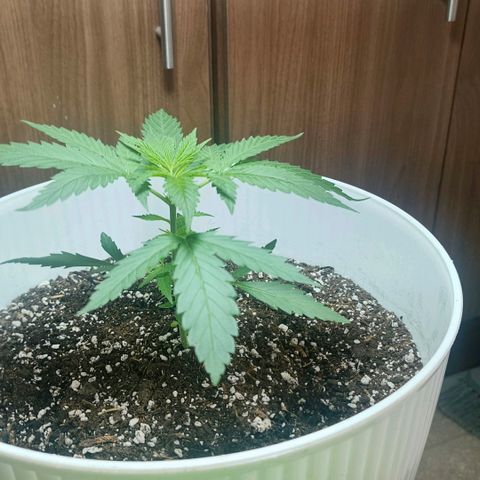 Green Poison F1 Fast Version growlog timeline photo