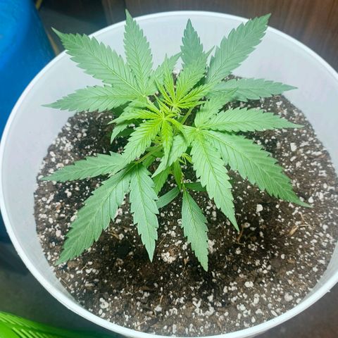 Green Poison F1 Fast Version growlog timeline photo