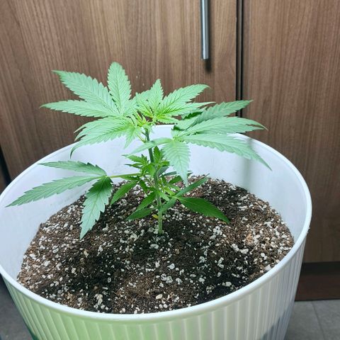 Green Poison F1 Fast Version growlog timeline photo
