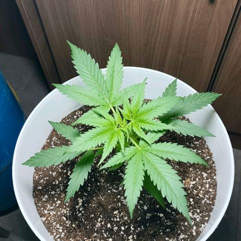 Green Poison F1 Fast Version growlog timeline photo