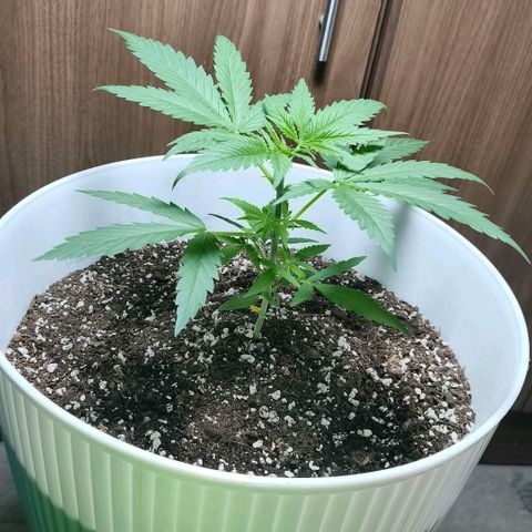 Green Poison F1 Fast Version growlog timeline photo