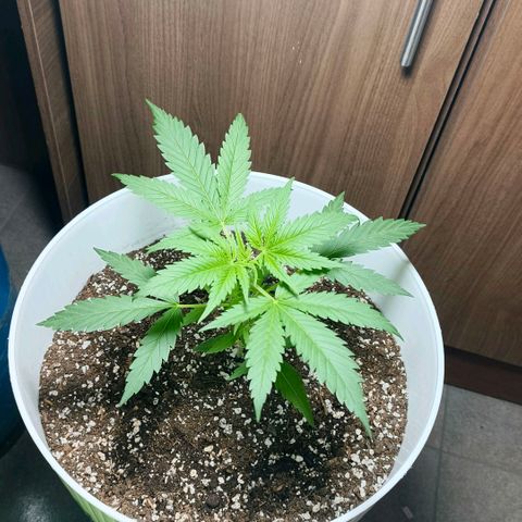Green Poison F1 Fast Version growlog timeline photo