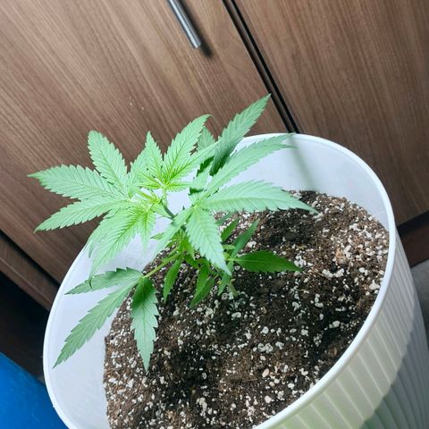 Green Poison F1 Fast Version growlog timeline photo
