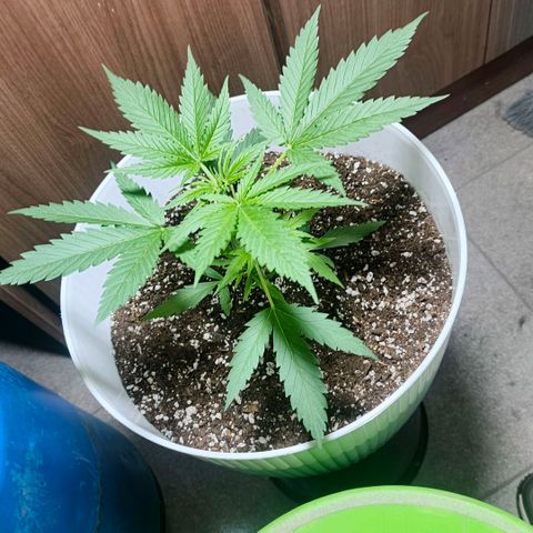 Green Poison F1 Fast Version growlog timeline photo