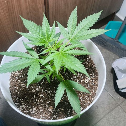 Green Poison F1 Fast Version growlog timeline photo