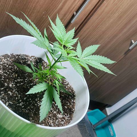 Green Poison F1 Fast Version growlog timeline photo