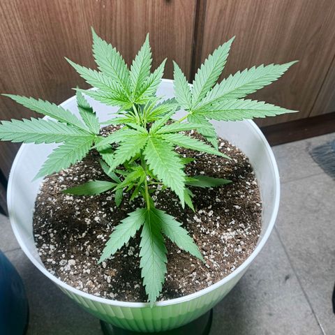Green Poison F1 Fast Version growlog timeline photo