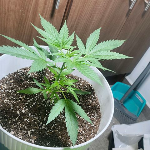 Green Poison F1 Fast Version growlog timeline photo