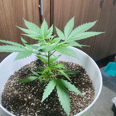 Green Poison F1 Fast Version growlog timeline photo