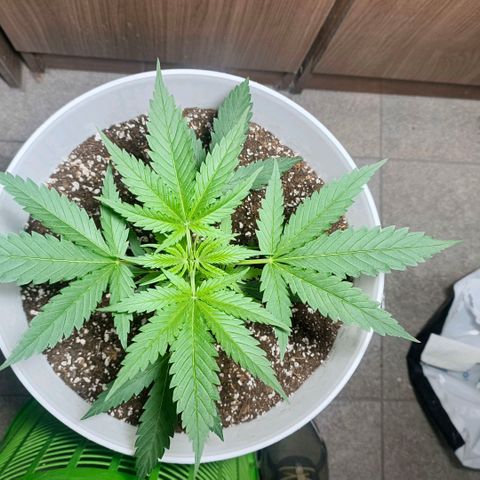 Green Poison F1 Fast Version growlog timeline photo