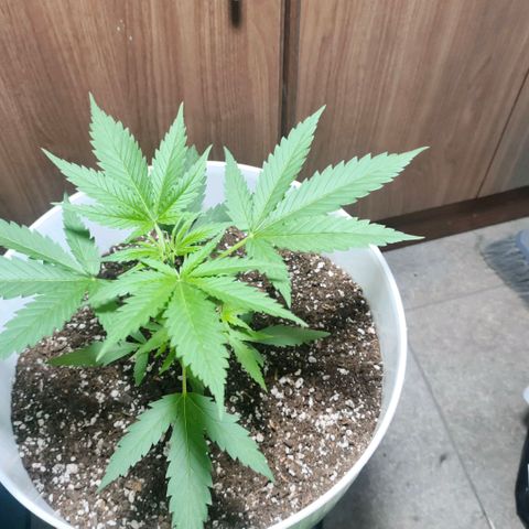 Green Poison F1 Fast Version growlog timeline photo
