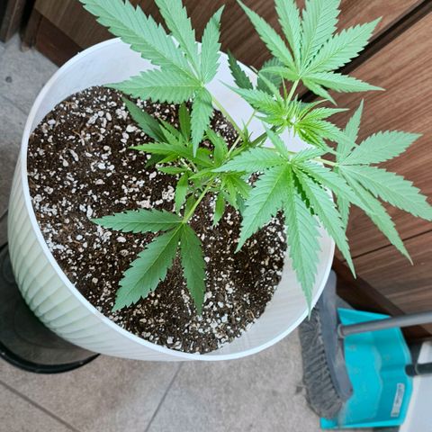 Green Poison F1 Fast Version growlog timeline photo