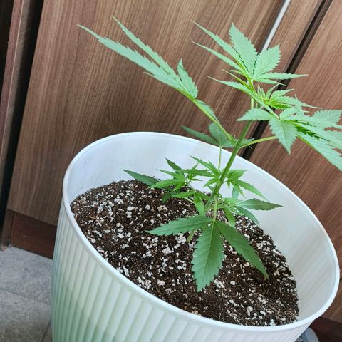 Green Poison F1 Fast Version growlog timeline photo