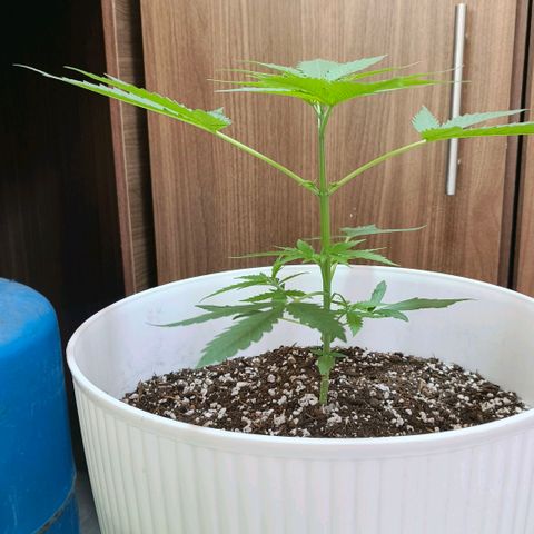 Green Poison F1 Fast Version growlog timeline photo
