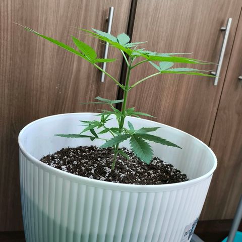 Green Poison F1 Fast Version growlog timeline photo