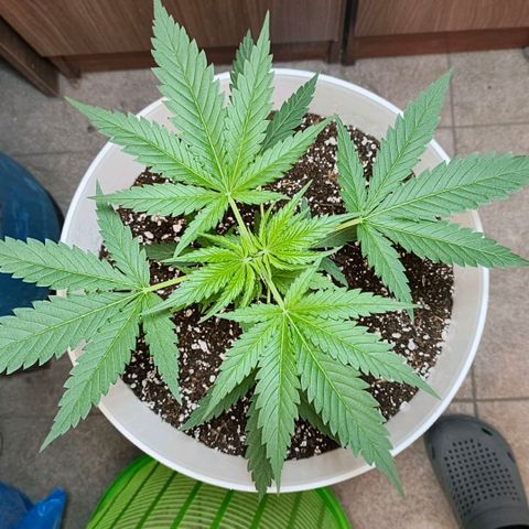 Green Poison F1 Fast Version growlog timeline photo