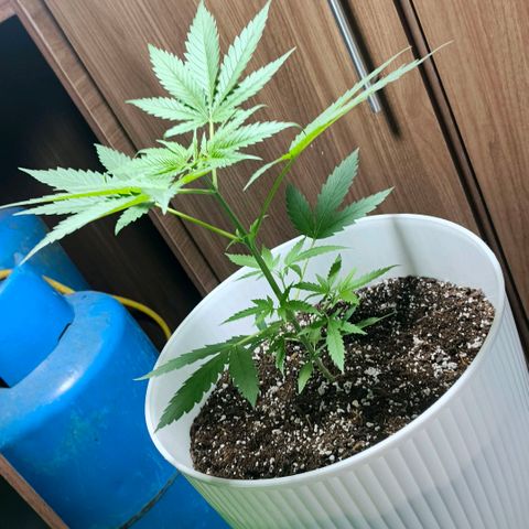 Green Poison F1 Fast Version growlog timeline photo