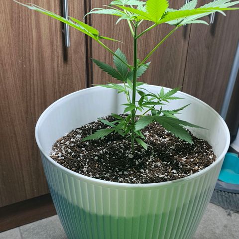 Green Poison F1 Fast Version growlog timeline photo