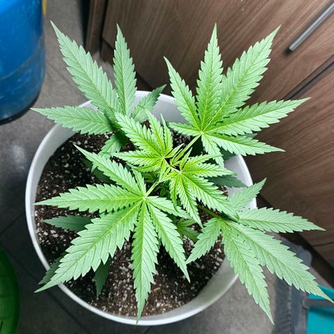 Green Poison F1 Fast Version growlog timeline photo