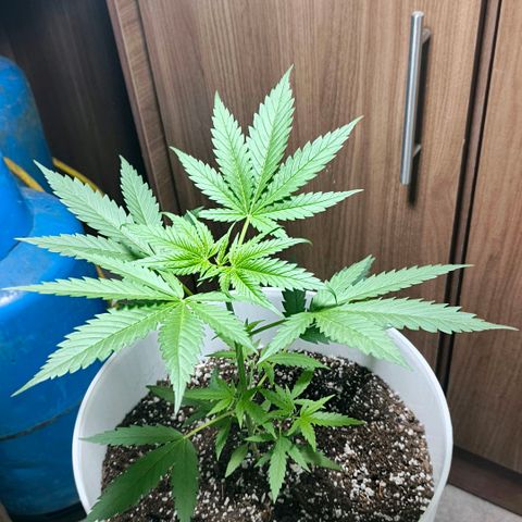 Green Poison F1 Fast Version growlog timeline photo