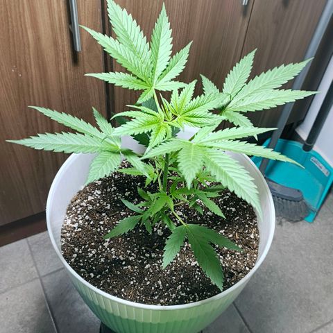Green Poison F1 Fast Version growlog timeline photo