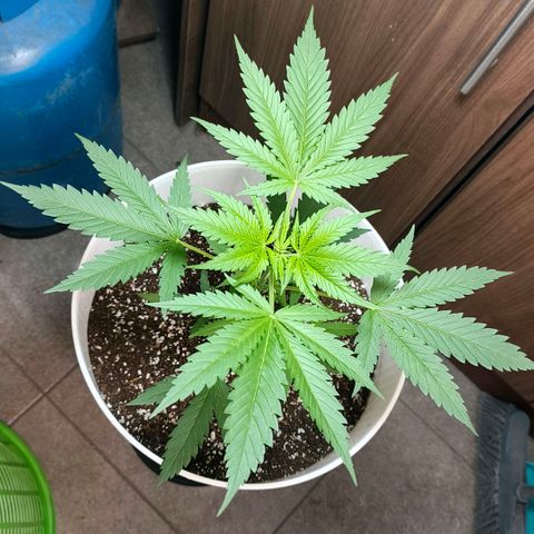 Green Poison F1 Fast Version growlog timeline photo