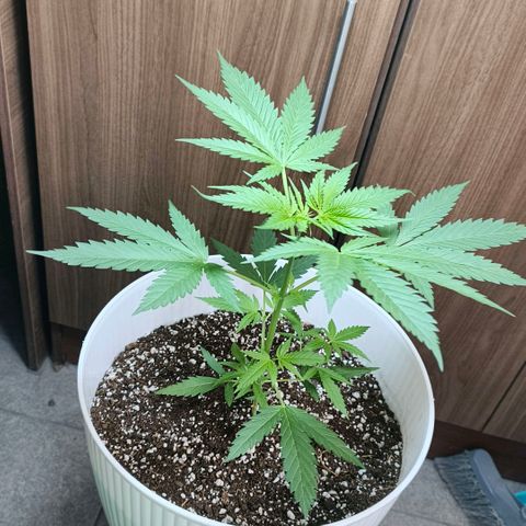 Green Poison F1 Fast Version growlog timeline photo