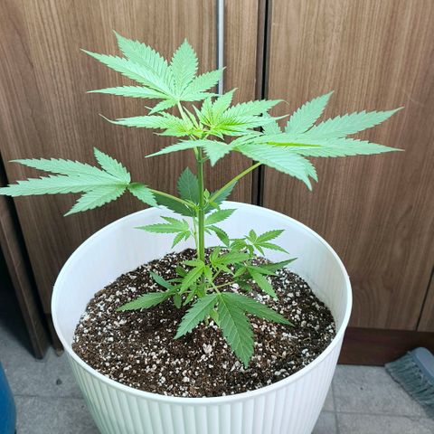 Green Poison F1 Fast Version growlog timeline photo