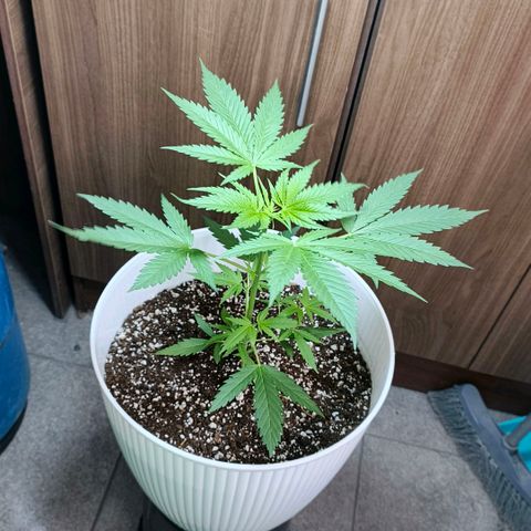 Green Poison F1 Fast Version growlog timeline photo